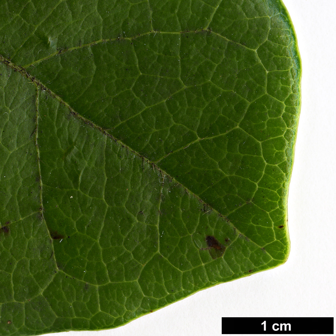 High resolution image: Family: Adoxaceae - Genus: Viburnum - Taxon: treleasei